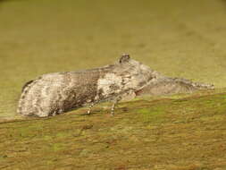 Слика од Calliteara pudibunda Linnaeus 1758