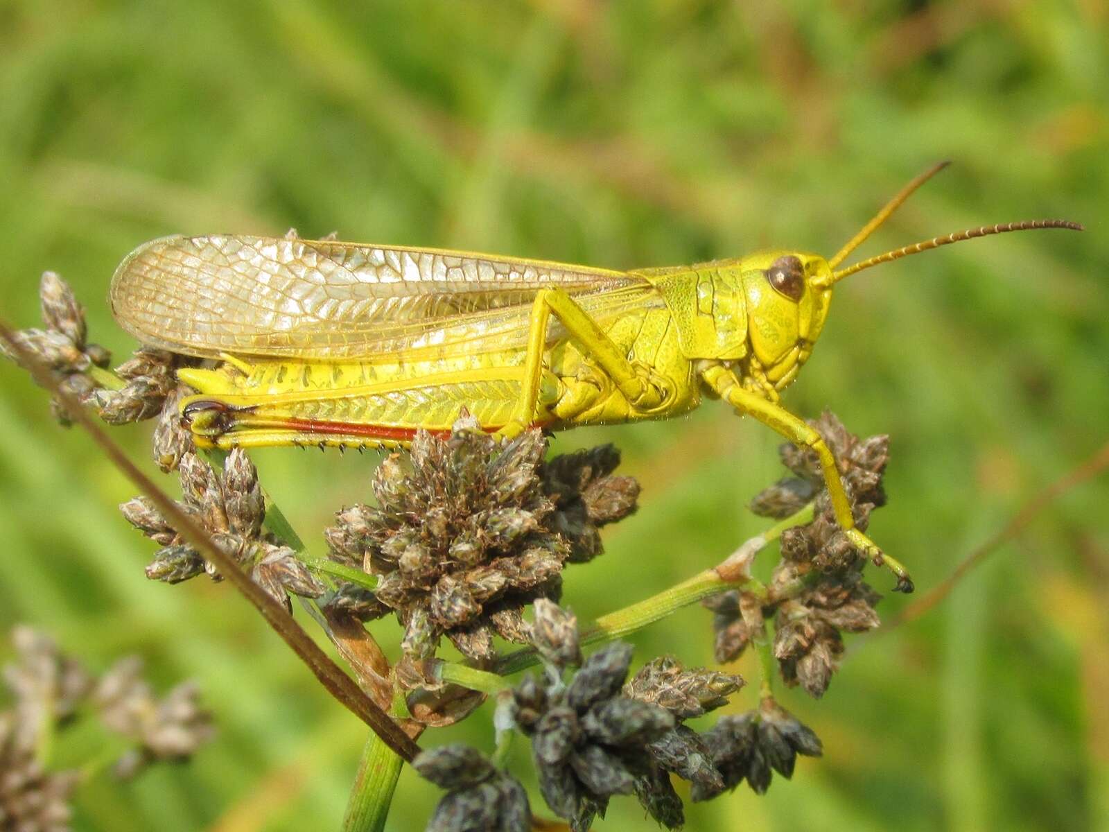 Imagem de Stethophyma gracile (Scudder & S. H. 1862)