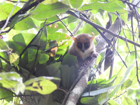 Image of Claire's Mouse Lemur