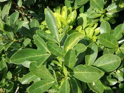 Image of Bush Maerua