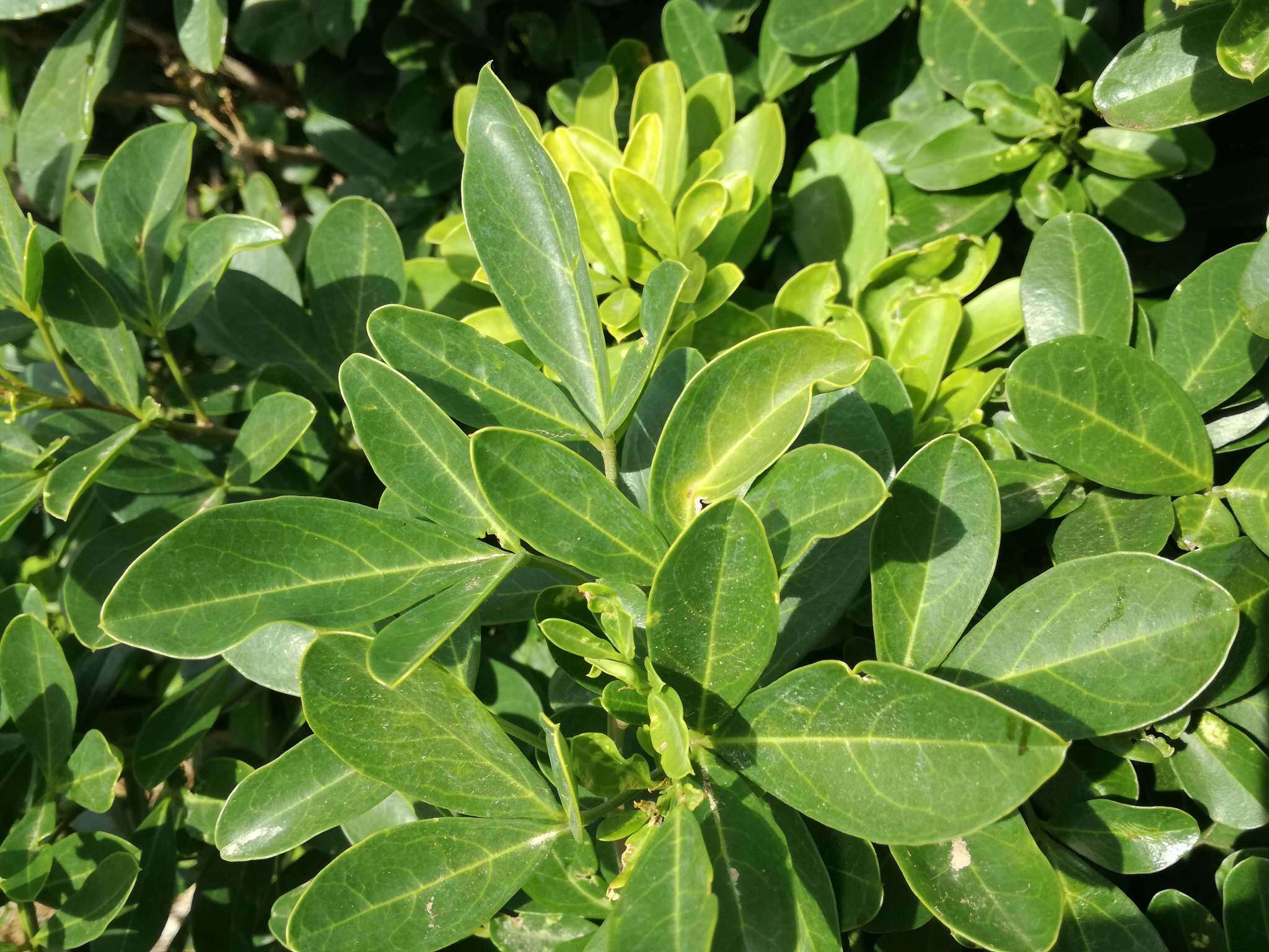 Image of Bush Maerua