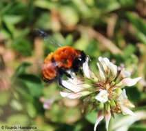 Image of Megachile semirufa Sichel 1867