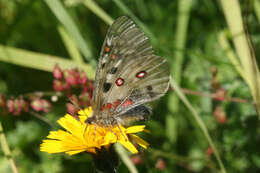 Image de Parnassius phoebus sacerdos Stichel 1906