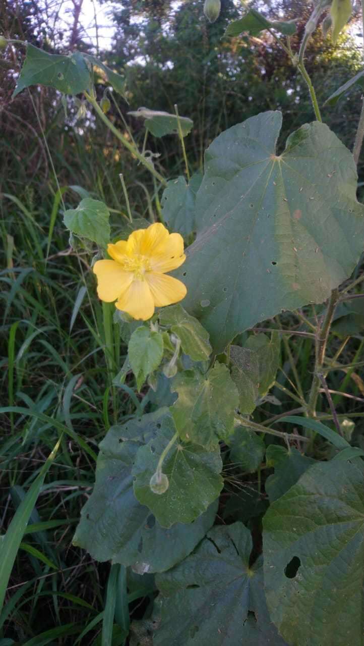 Sivun Abutilon mauritianum (Jacq.) Medic. kuva