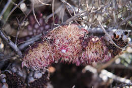 Image of Patent-leaf protea