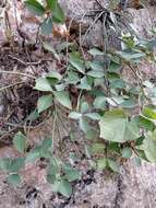 Image of Peperomia angustata Kunth