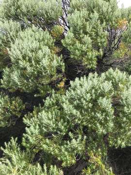 Image de Olearia axillaris (DC.) F. Müll.