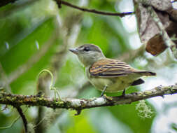 Pachyramphus polychopterus spixii (Swainson 1838) resmi