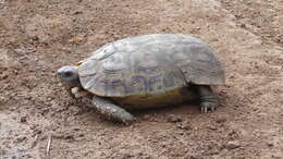 Image of Speke's Hinged Tortoise