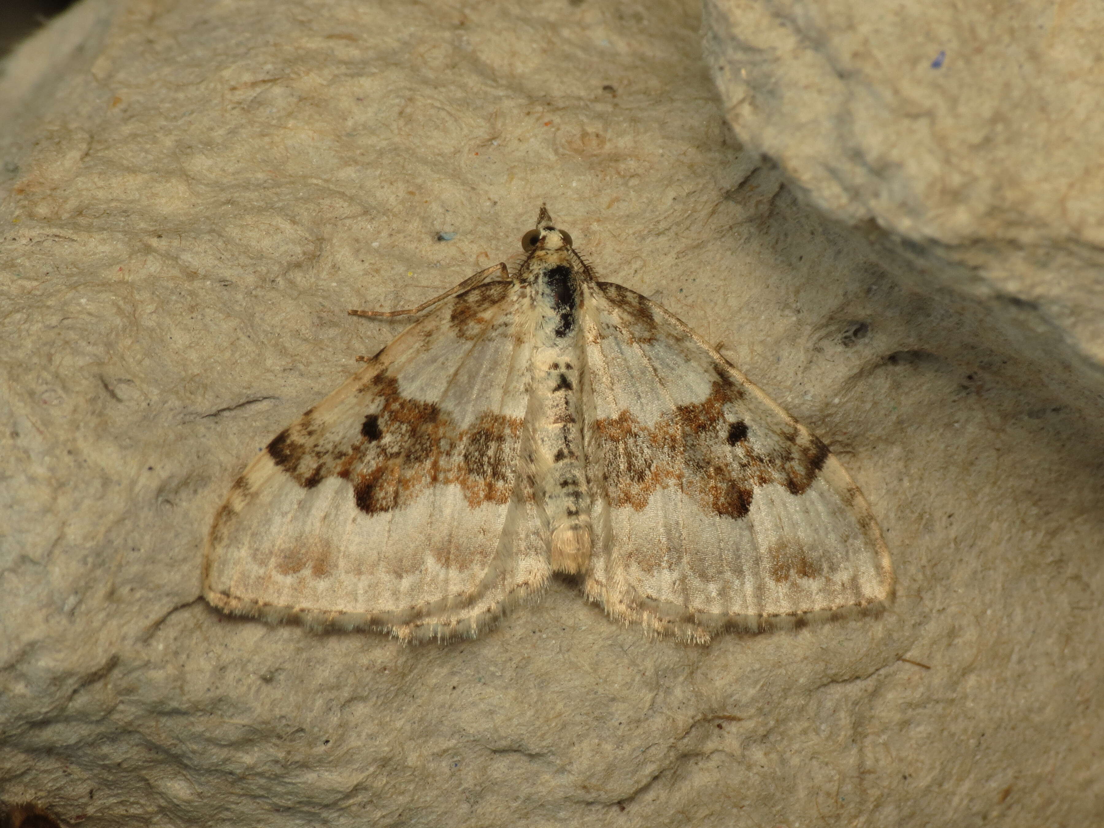 Image of silver-ground carpet