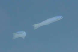 Image of Blue gudgeon