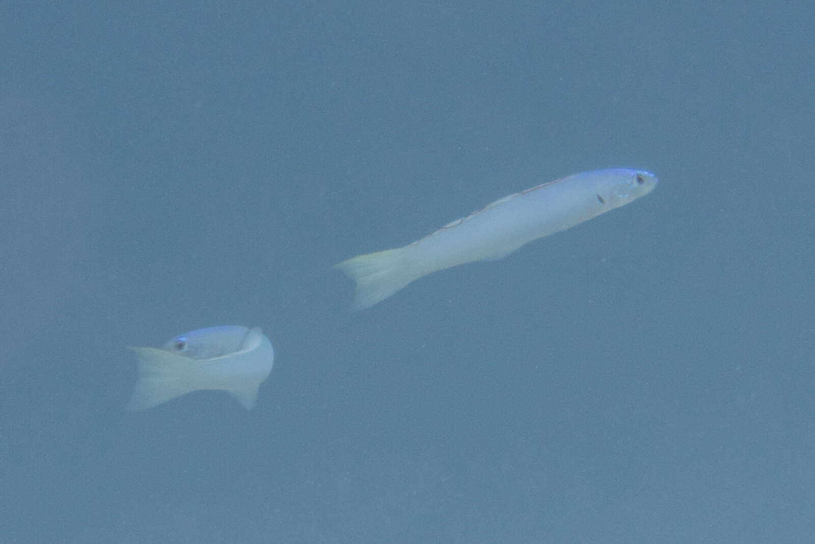 Image of Blue gudgeon