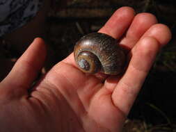 Image of Florida Applesnail