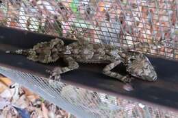 Image of Southern Leaf-tailed Gecko