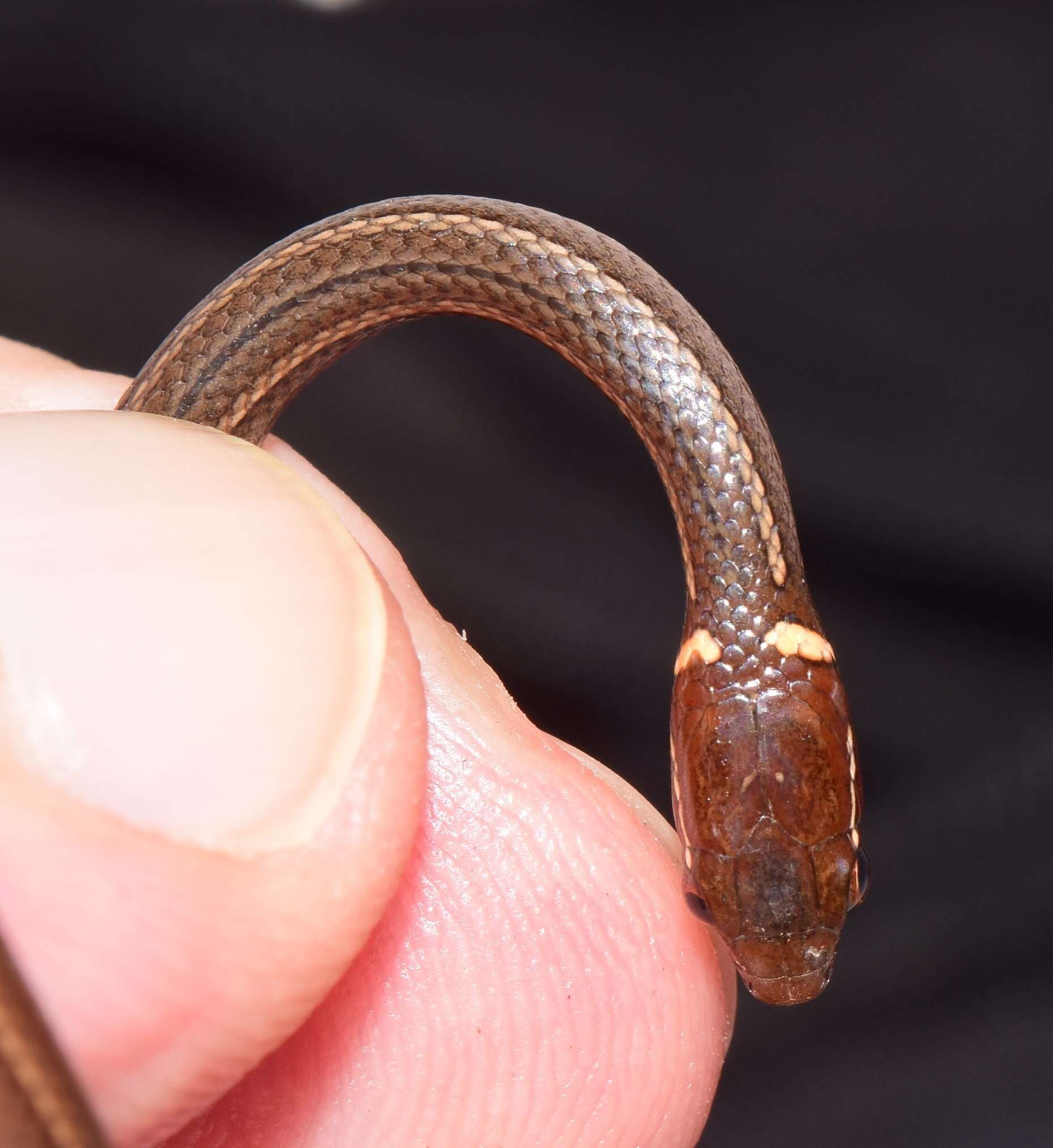 Image of Western Graceful Brown Snake