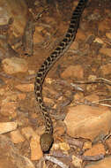 Image of Madagascarophis ocellatus Domergue 1987