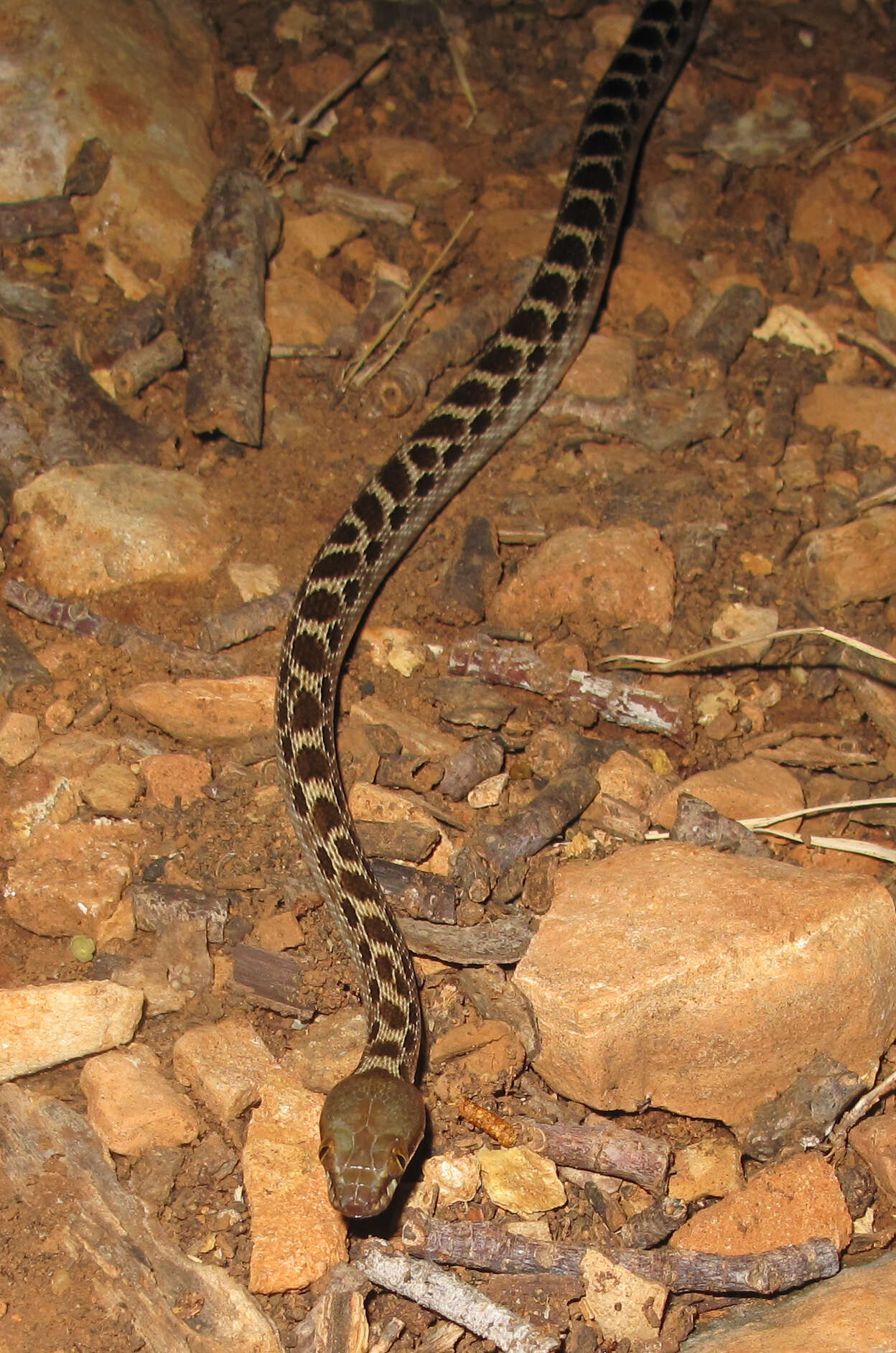 Sivun Madagascarophis ocellatus Domergue 1987 kuva