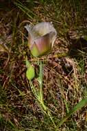 Calochortus coxii M. R. Godfrey & Callahan resmi