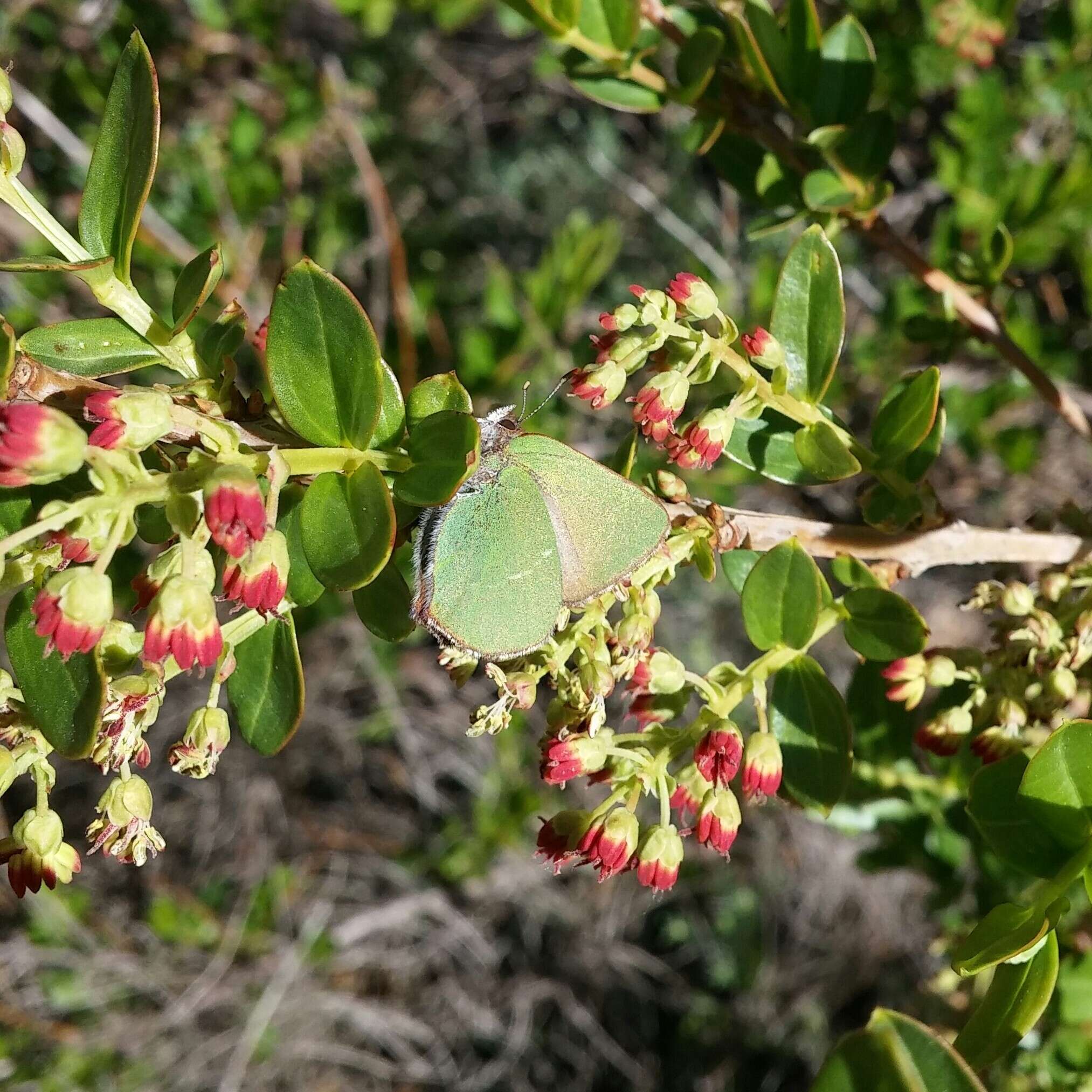 Plancia ëd Callophrys avis Chapman 1909