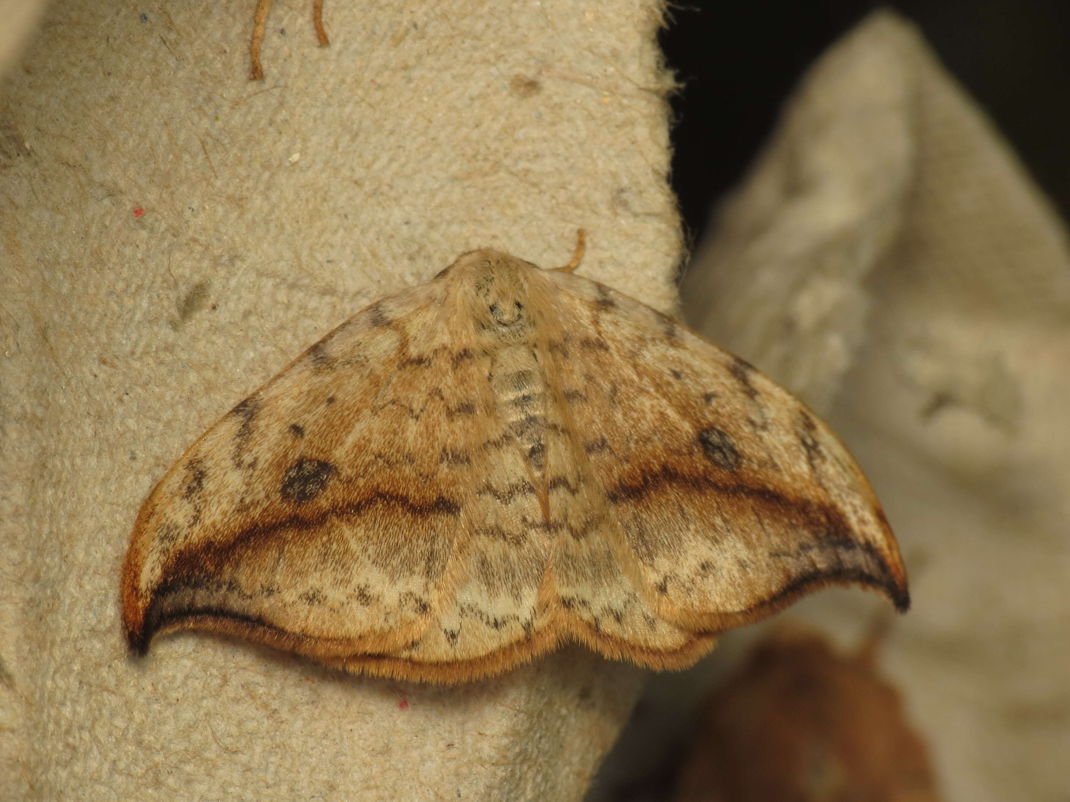 Image of Pebble Hook-tip