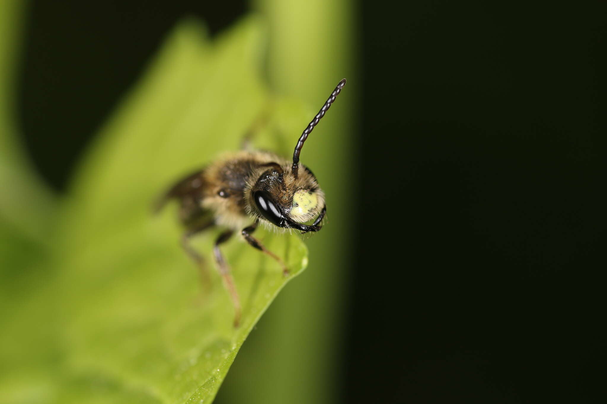 Image of Banks' Andrena