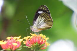 Image of Leptophobia caesia (Lucas 1852)