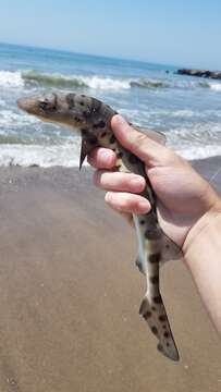 Image of Leopard Shark