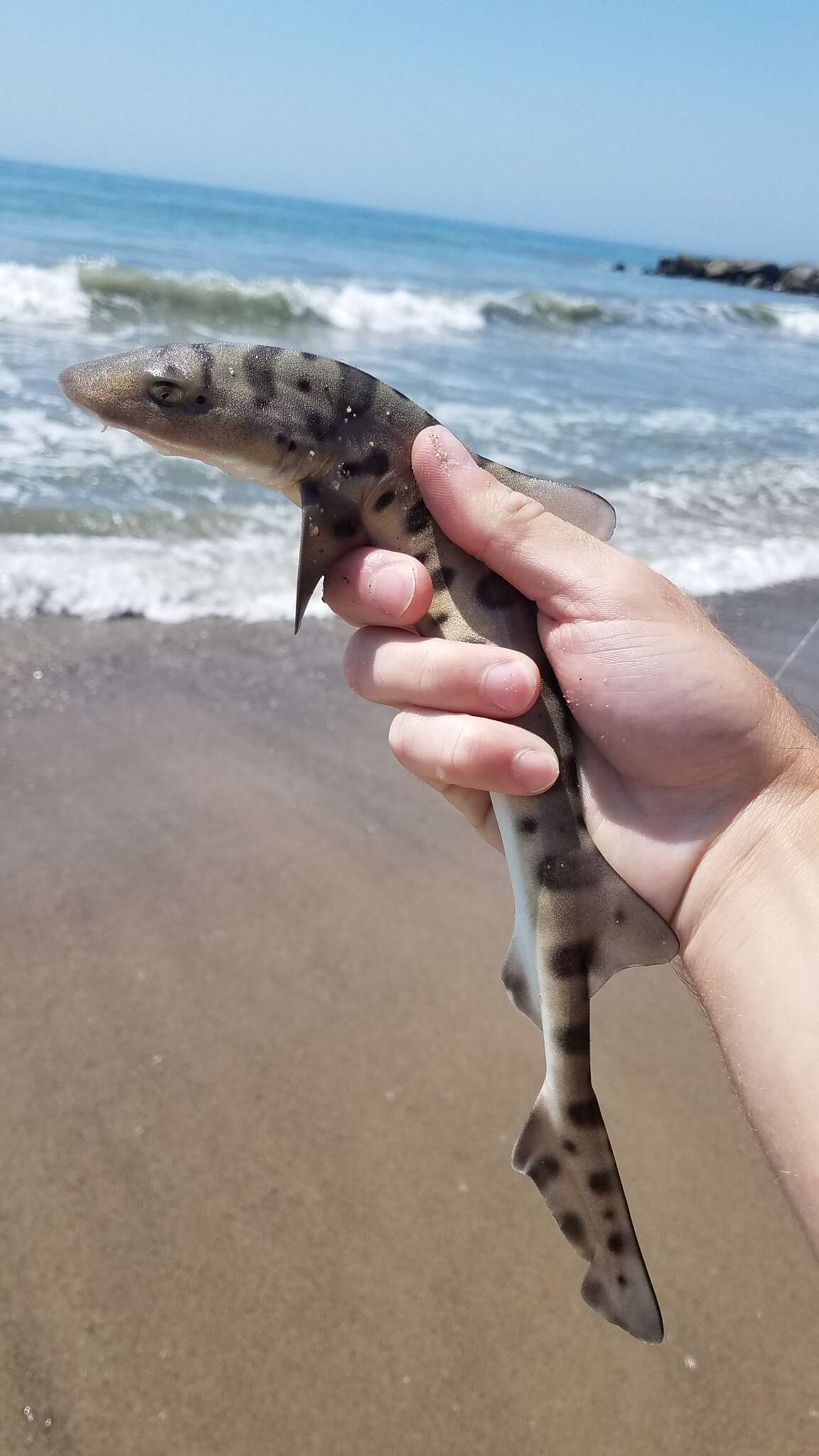 Image of Leopard Shark