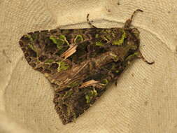 Image of orache moth