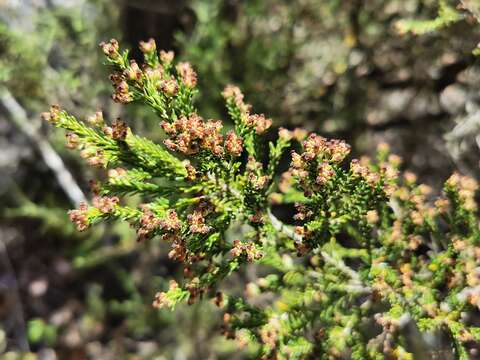 Image of Erica reunionensis E. G. H. Oliver