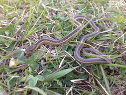 Sivun Thamnophis sirtalis parietalis (Say ex James 1823) kuva