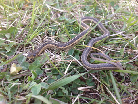 Sivun Thamnophis sirtalis parietalis (Say ex James 1823) kuva