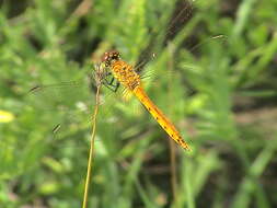 Image of spotted darter