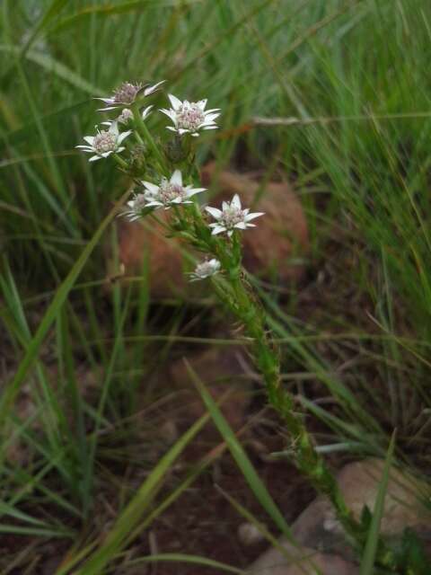 Imagem de Alepidea setifera N. E. Br.