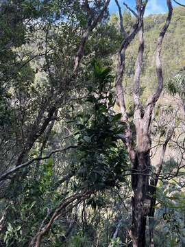 Imagem de Exocarpos luteolus C. N. Forbes