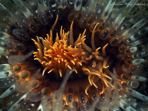 Image of American tube-dwelling anemone