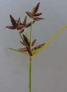 Image of Cyperus mundii (Nees) Kunth