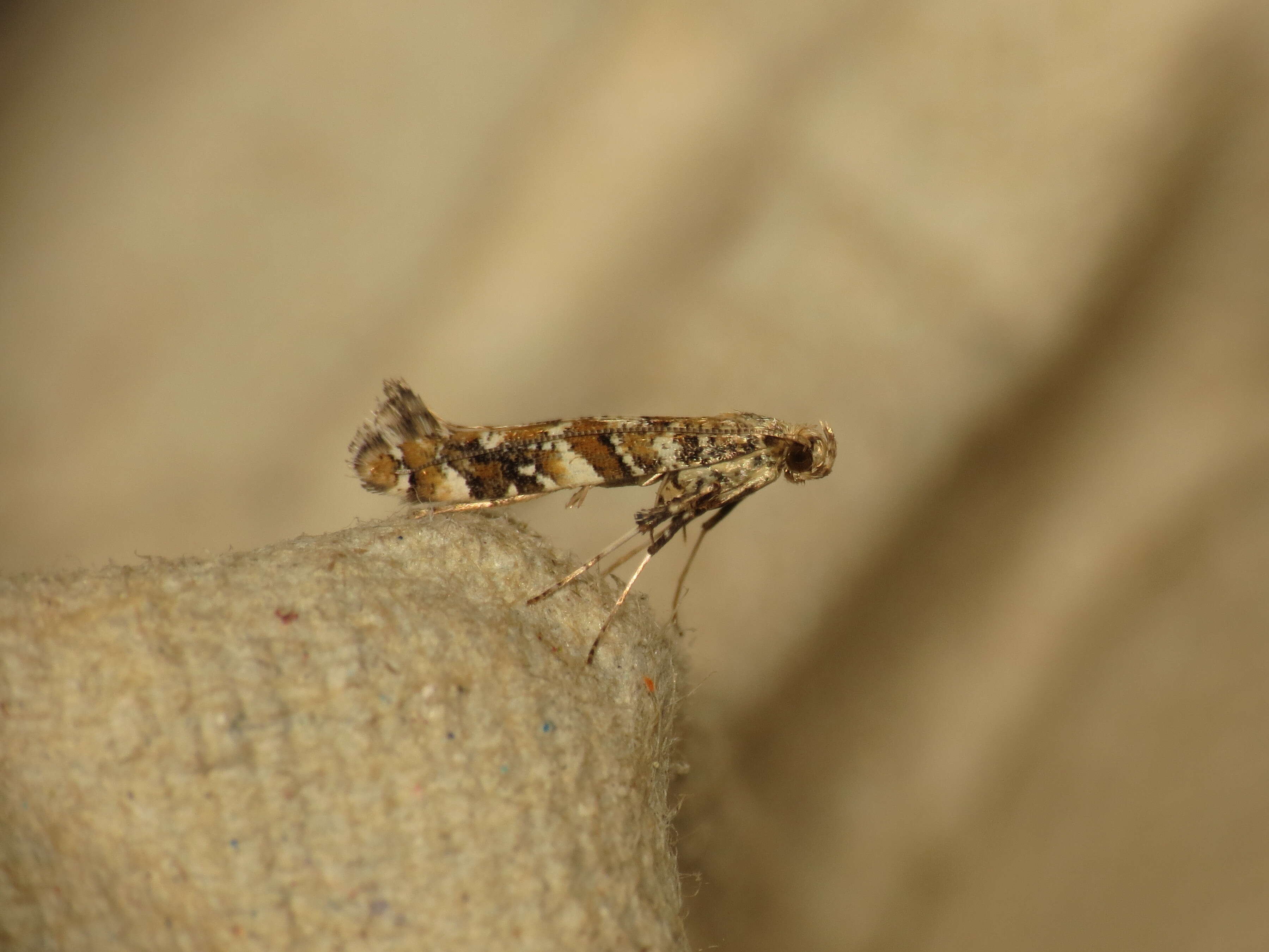 Image of privet leaf miner