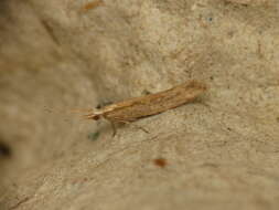 صورة Plutella xylostella Linnaeus 1767