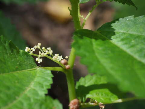 Image of Laportea bulbifera (Sieb. & Zucc.) Wedd.