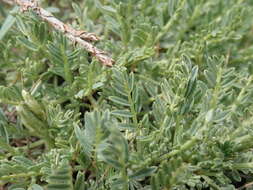 Image of Astragalus angustifolius Lam.