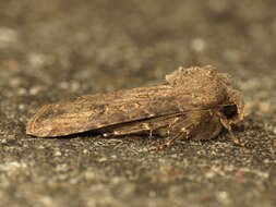 Image of turnip moth