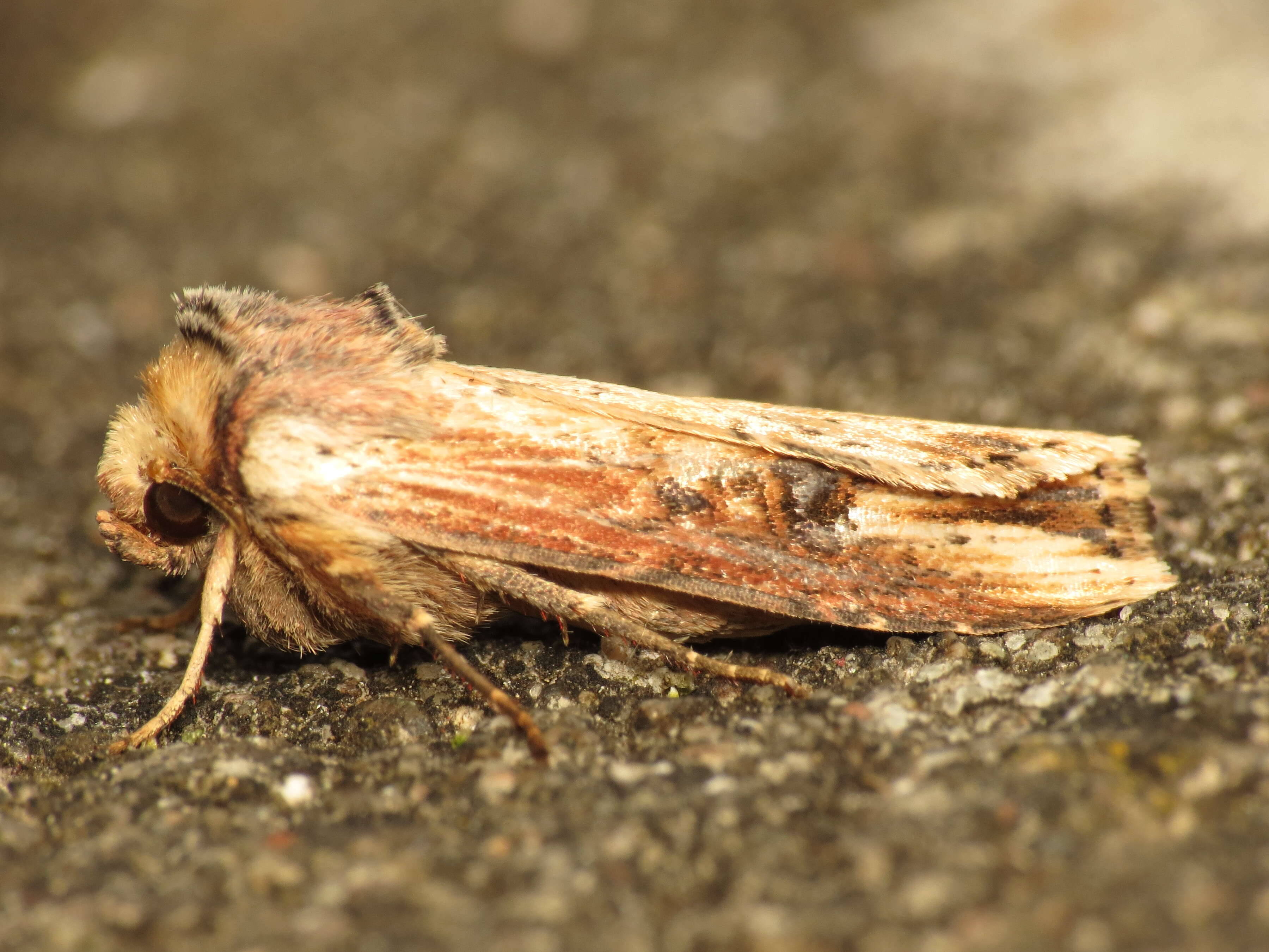 Image de noctuelle putride