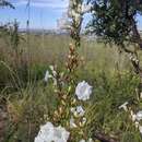 Image of Ipomoea squamisepala O'Donell