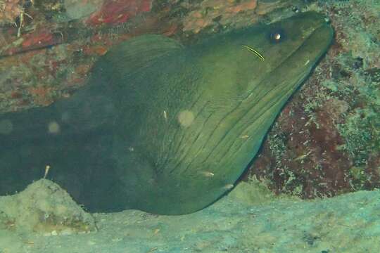 Image of Black Moray