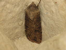 Image of turnip moth