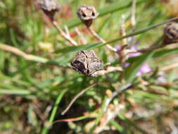 Image of Lampranthus leptaleon (Haw.) N. E. Br.