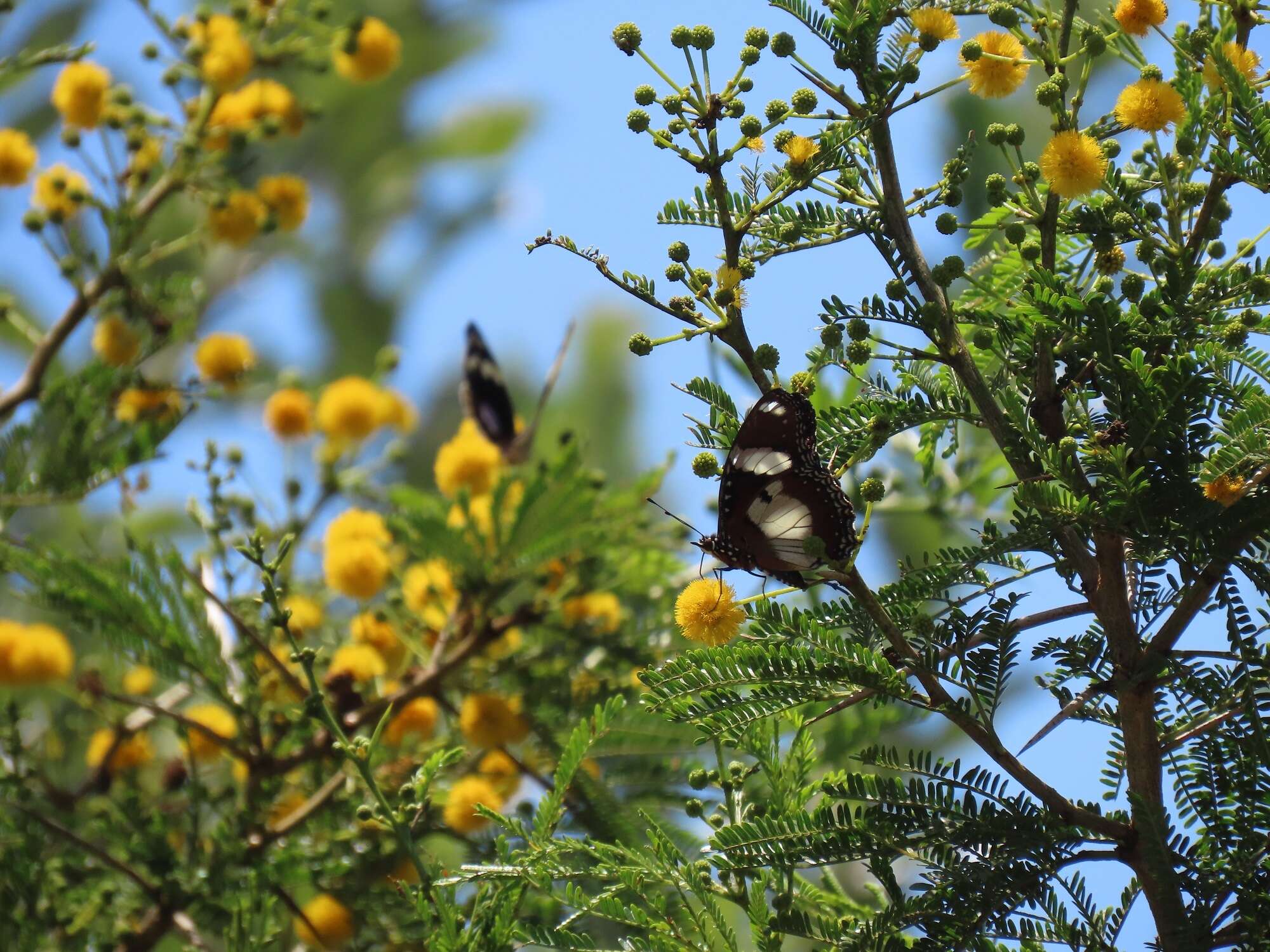 Sivun Vachellia kosiensis (P. P. Sw. ex Coates Palgr.) Kyal. & Boatwr. kuva