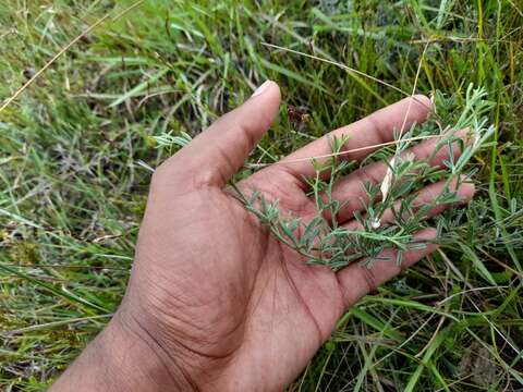 Imagem de Indigofera disticha Eckl. & Zeyh.