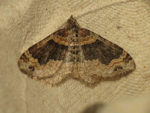 Image of dark-barred twin-spot carpet